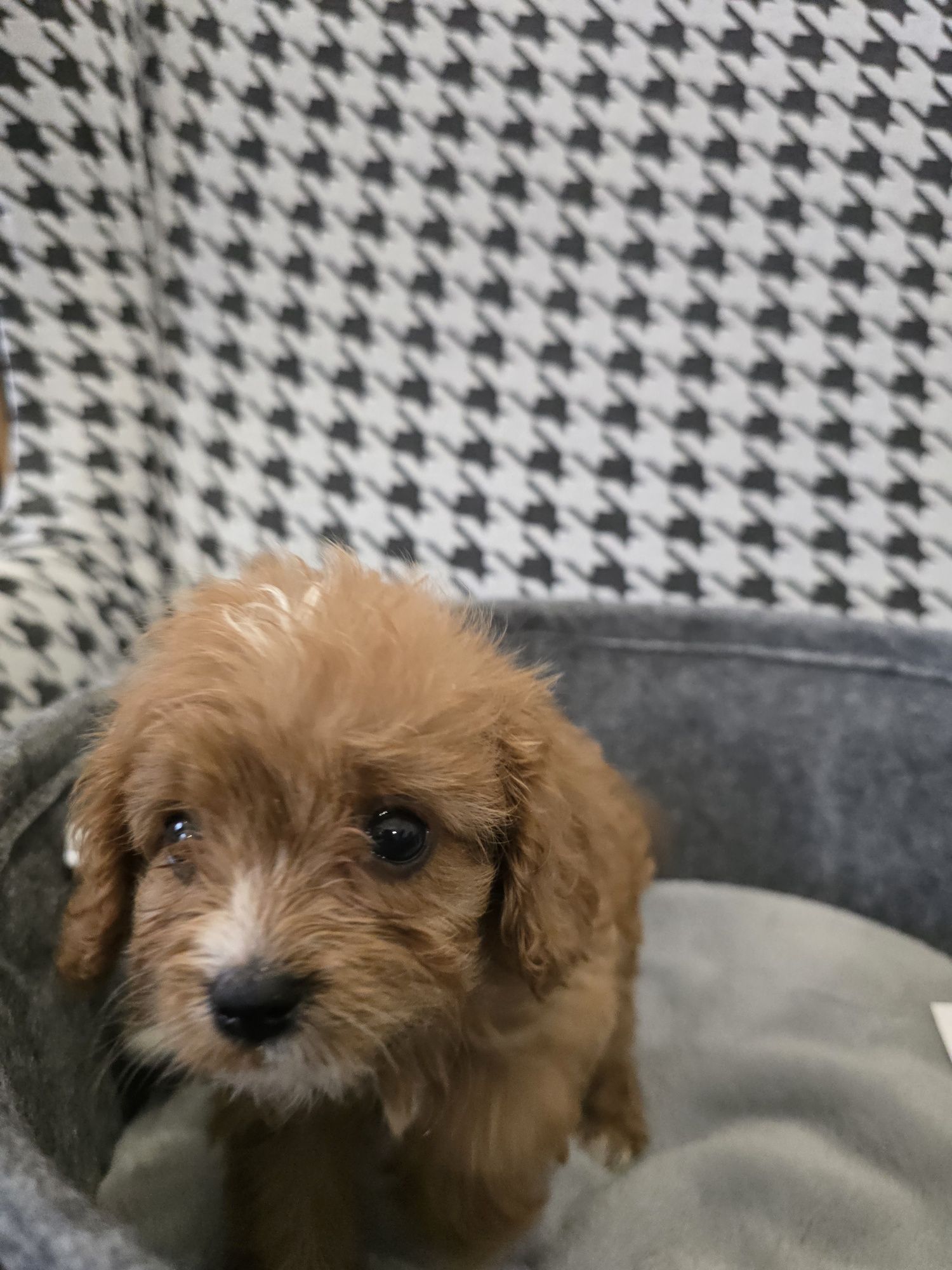 Śliczna Suczka cavapoo