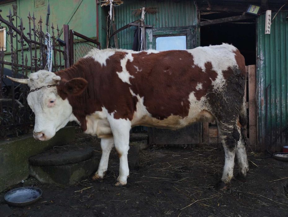 Jałówka 2-letnia zacielona