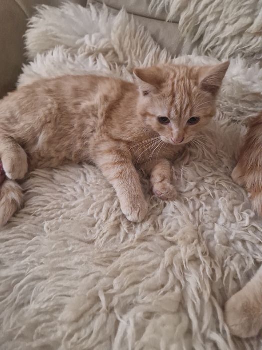 Koty samce wiek ok 3mce