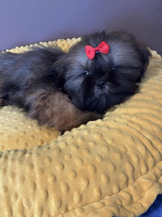 Piesek Loris 5 m-cy shih tzu Zkwp FCI szuka domku