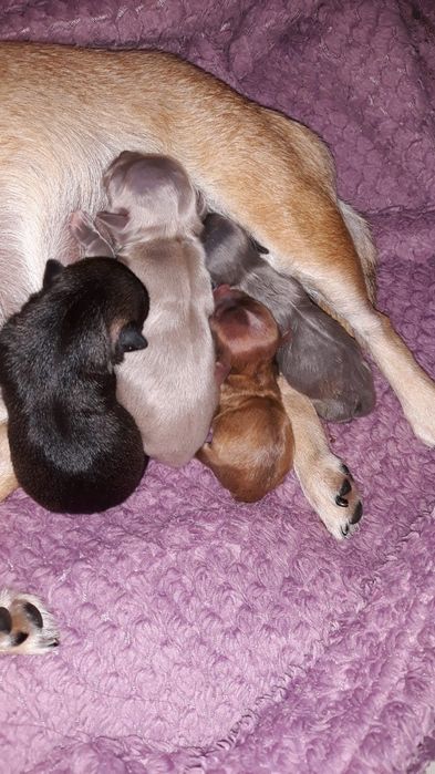 Голубого окраса мальчик. Вязка.