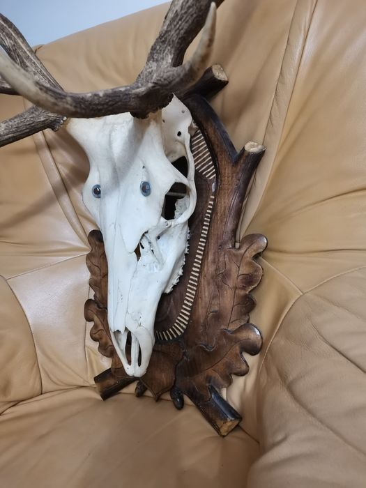 Poroże Jelenia bardzo ładne