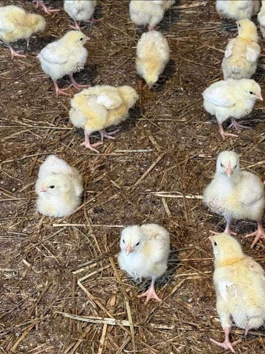 Sprzedam kurczęta brojlery