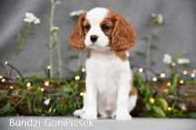 Cavalier King Charles Spaniel Blenheim