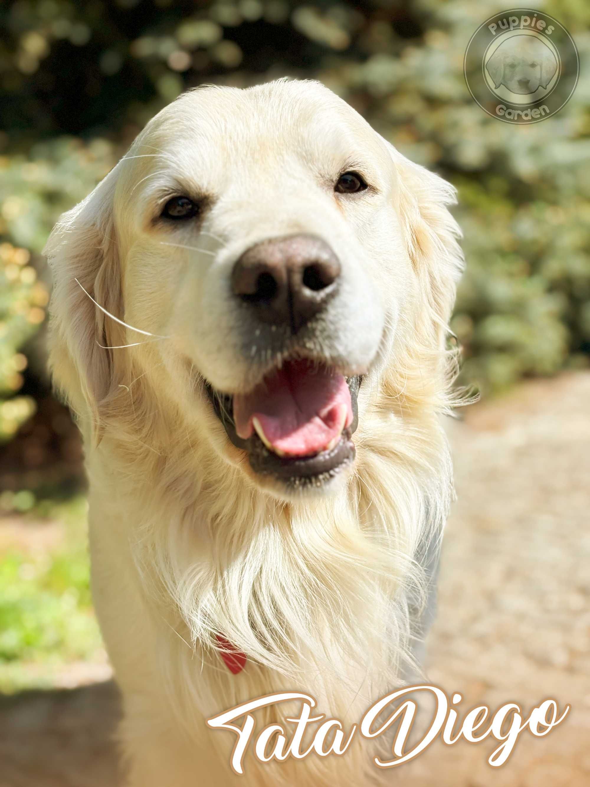 Zapowiedź miotu Golden Retriever