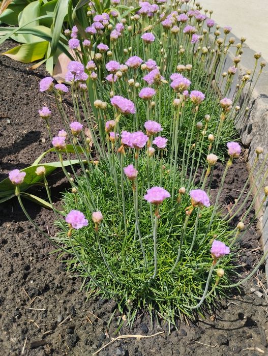 Продам армерію. Армерія