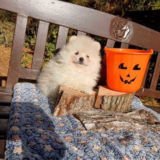 Piesek, typ misia, zadbany, info instagram