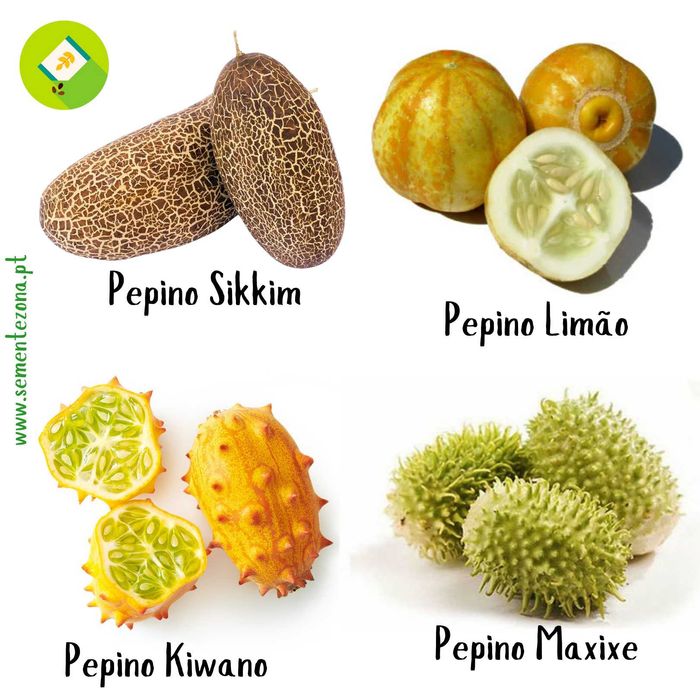 Pack/kit Sementes 4 Variedades Exóticas - Pepinos