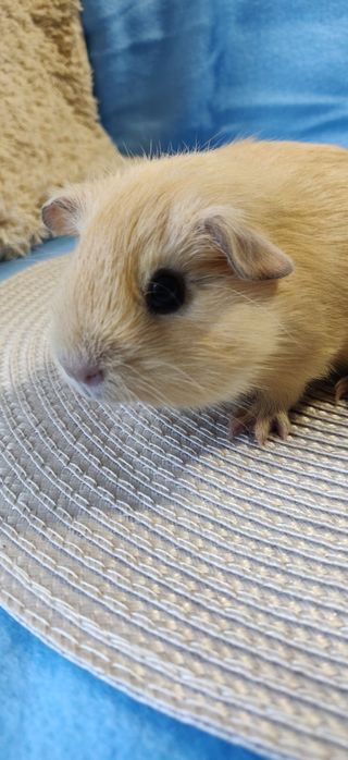 Морська свинка,селф крем