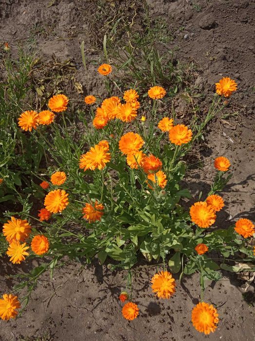 Продам квіти календули (сушені) Цветы календулы