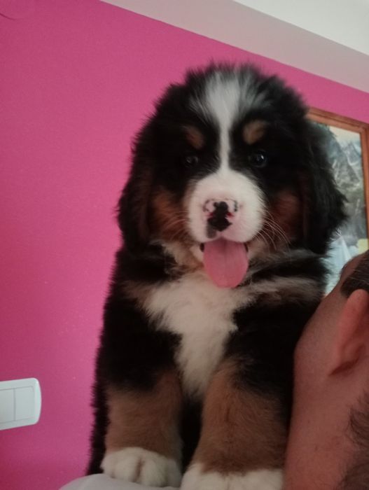 Berneński pies pasterski