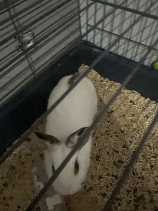 Krolik domowy miniaturka