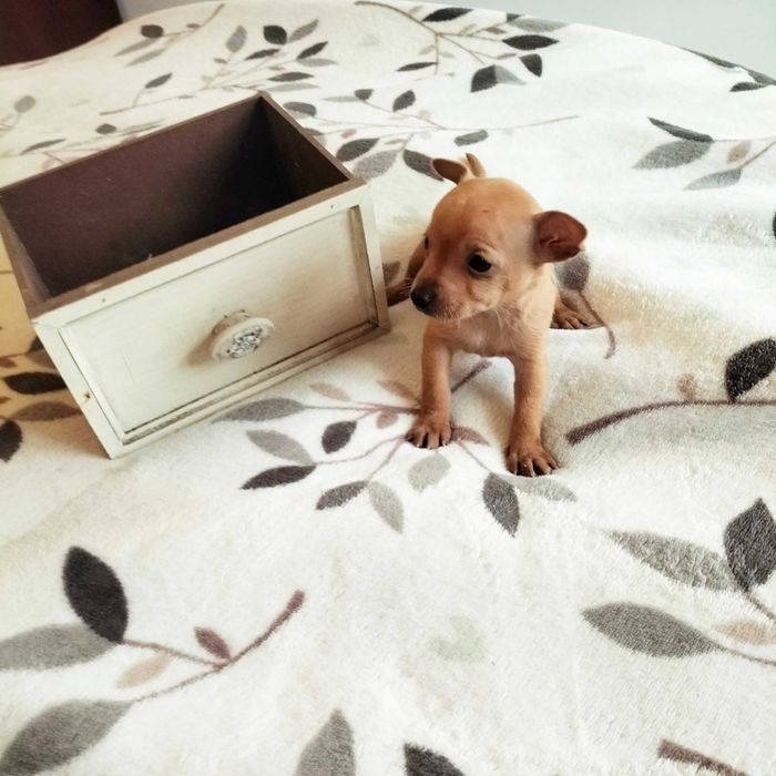 Pisncher fêmea mini