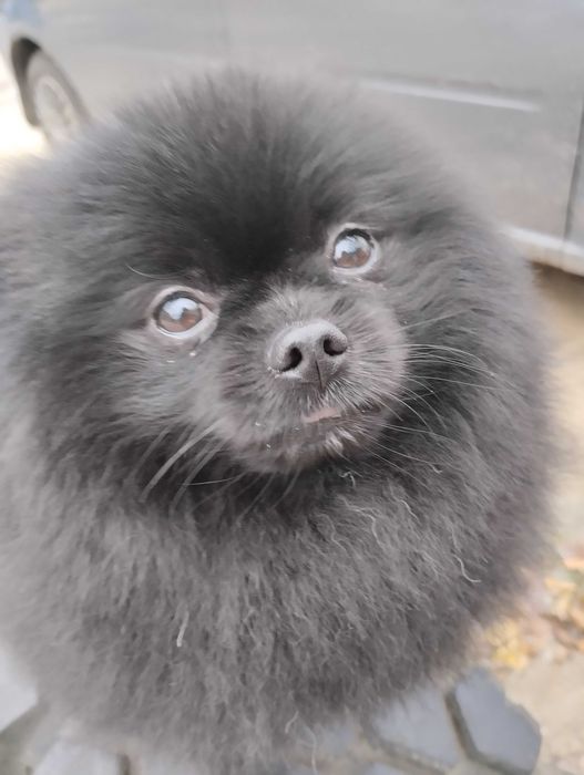 Шпіц міні. Хлопчик Тедді, 2 роки. Готовий до в'язки.