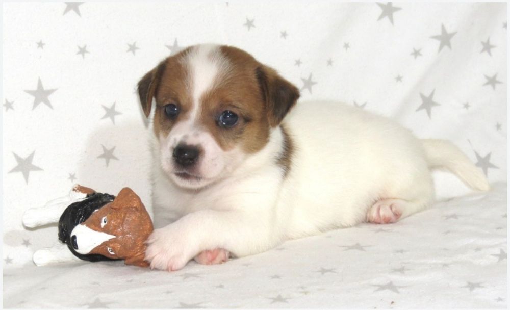 Джек Рассел тер'єр з документами клубу КСУ