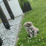 Akita inu ZKwP/FCI do odbioru