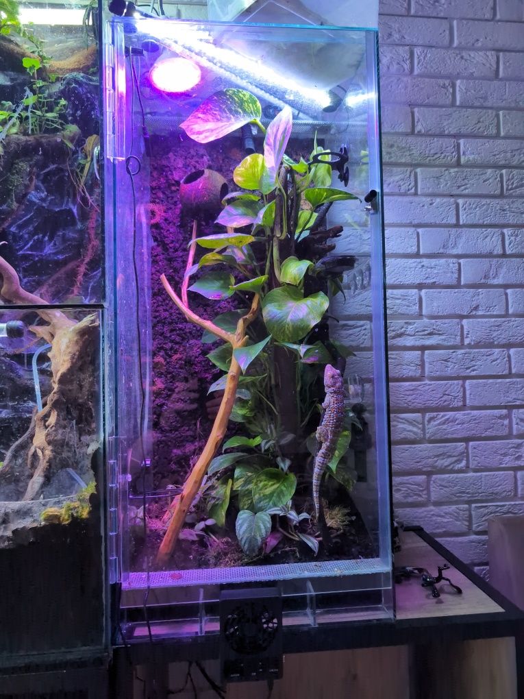 Sprzedam toke gekona