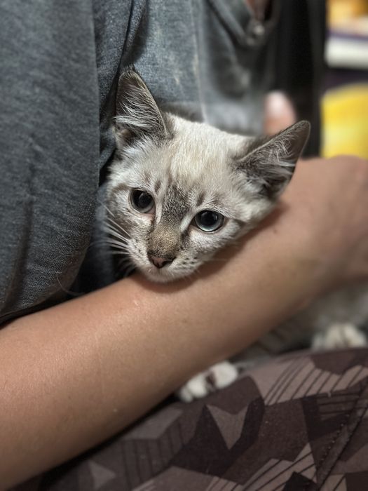Сіамське тайське кошеня кіточка