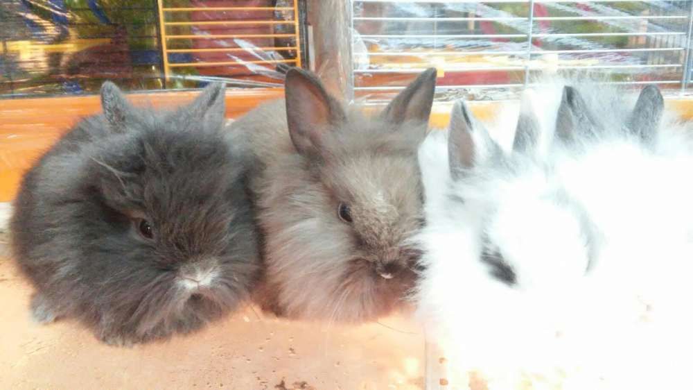 Карликовые супер мини кролики,торчеухие и вислоухие кролики