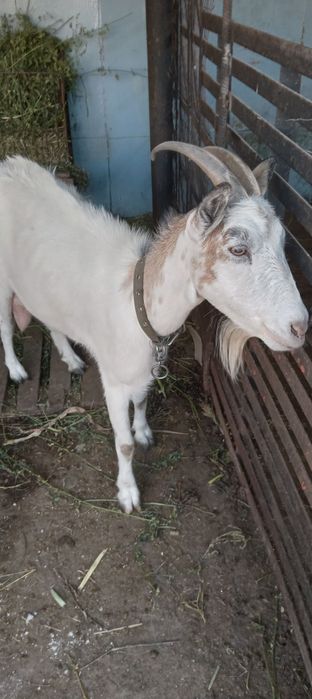 Продам козу з другим окотом . Дае 3-3.5 літри