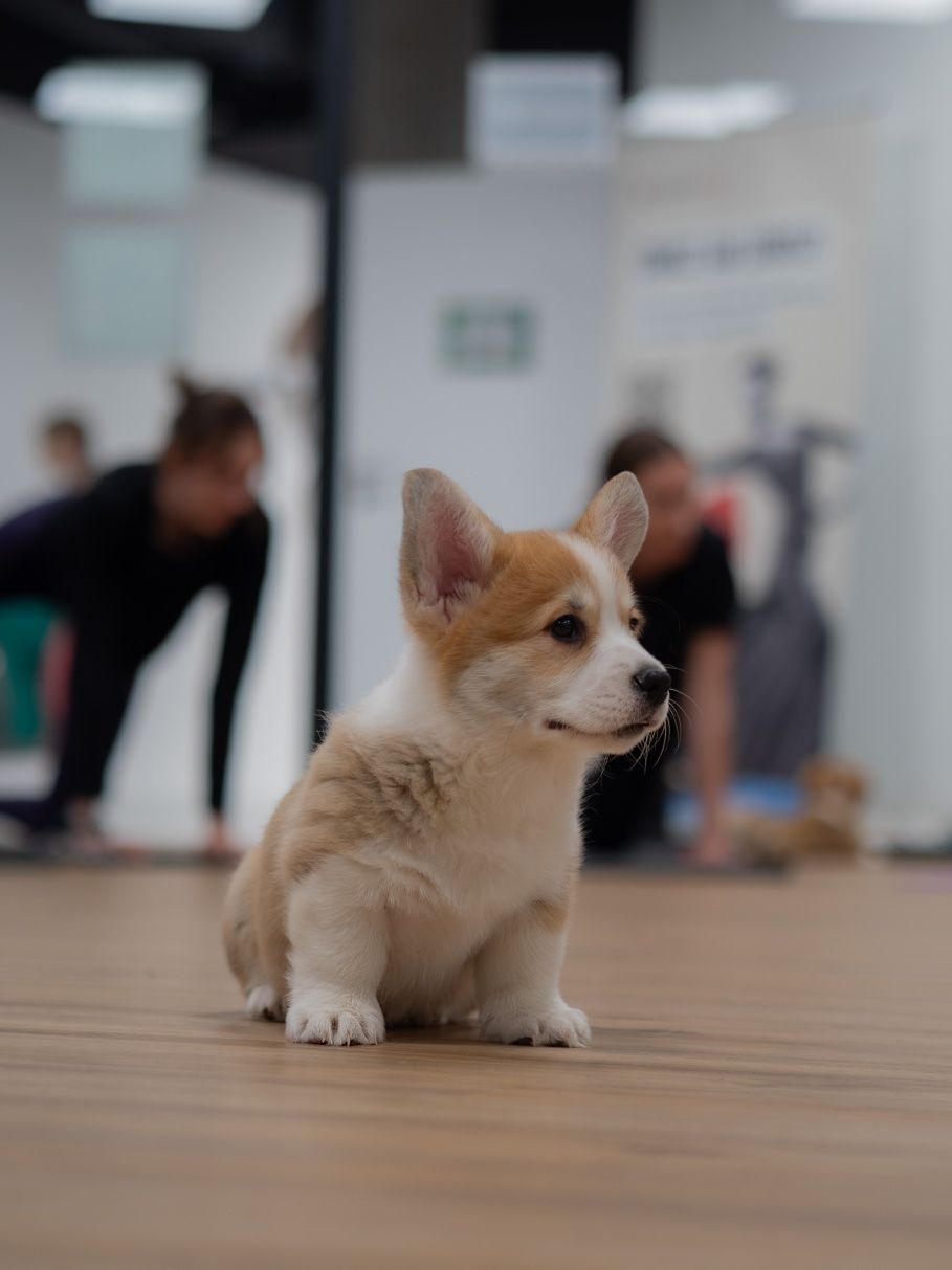 Welsh Corgi Pembroke, ten który Cię pokocha