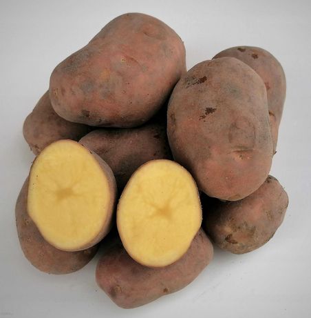 Bellarosa ziemniaki sadzeniaki