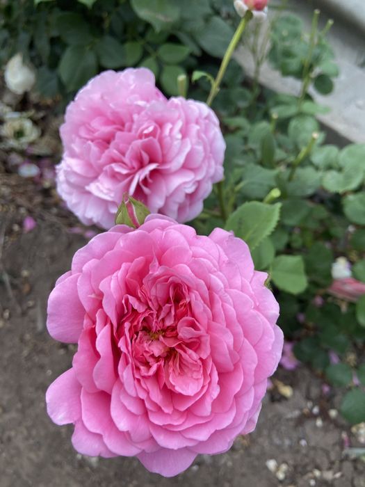 РОЗА английская Принцесса Александра оф Кент