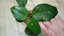 Hoya bonii rosnaca