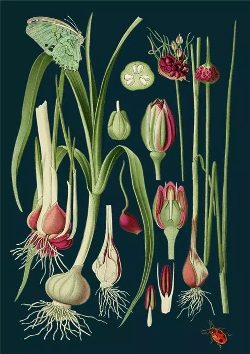 Karnet B6 z kopertą Zielony motyl. Madame Treacle. Nowy Produkt