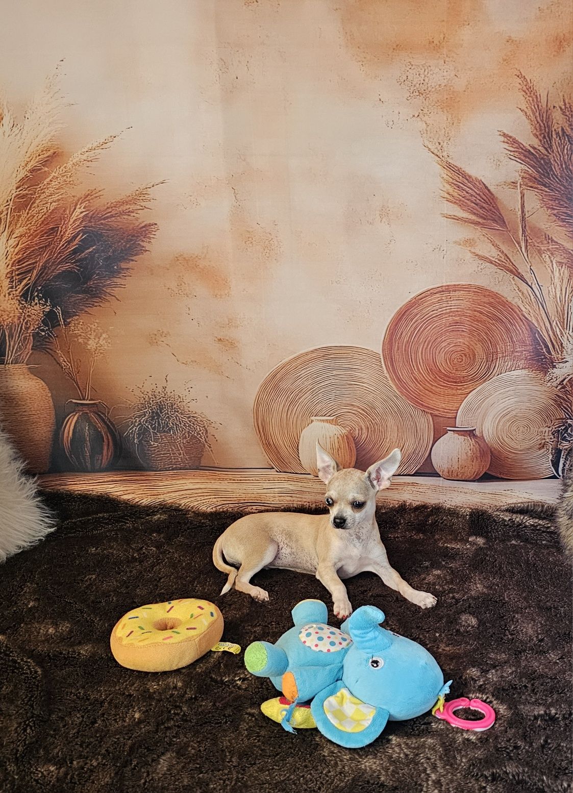 **Suczka red merle chihuahua **