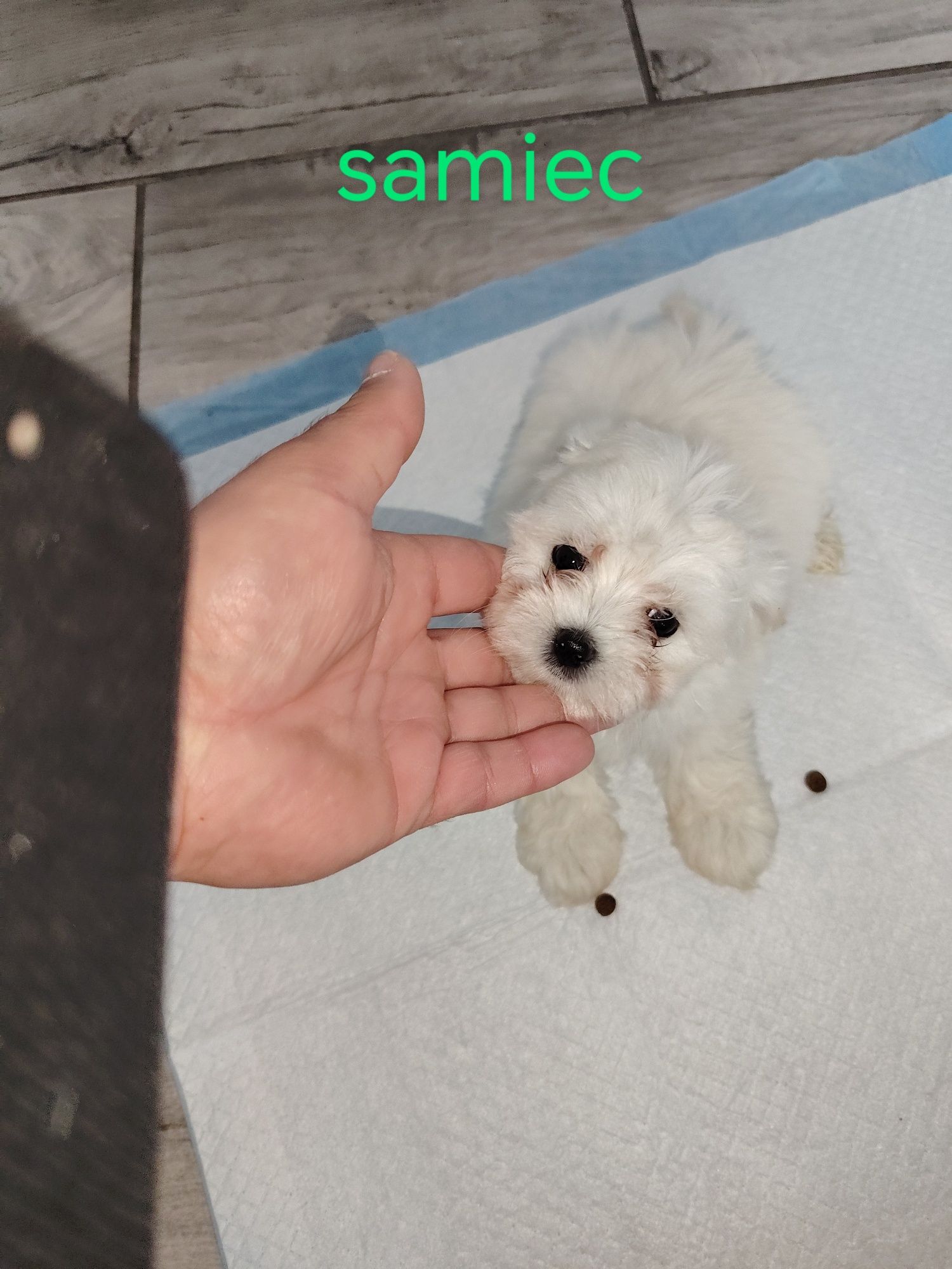 Maltipoo z włosem