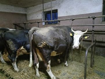 Krowy z likwidacji gospodarstwa