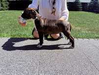 Amstaff. Ast. Americanstaffordshire terrier. Do odbioru. Suczka