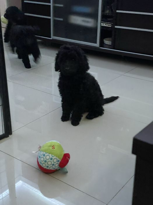 Pudel Miniaturowy piesek Dragon