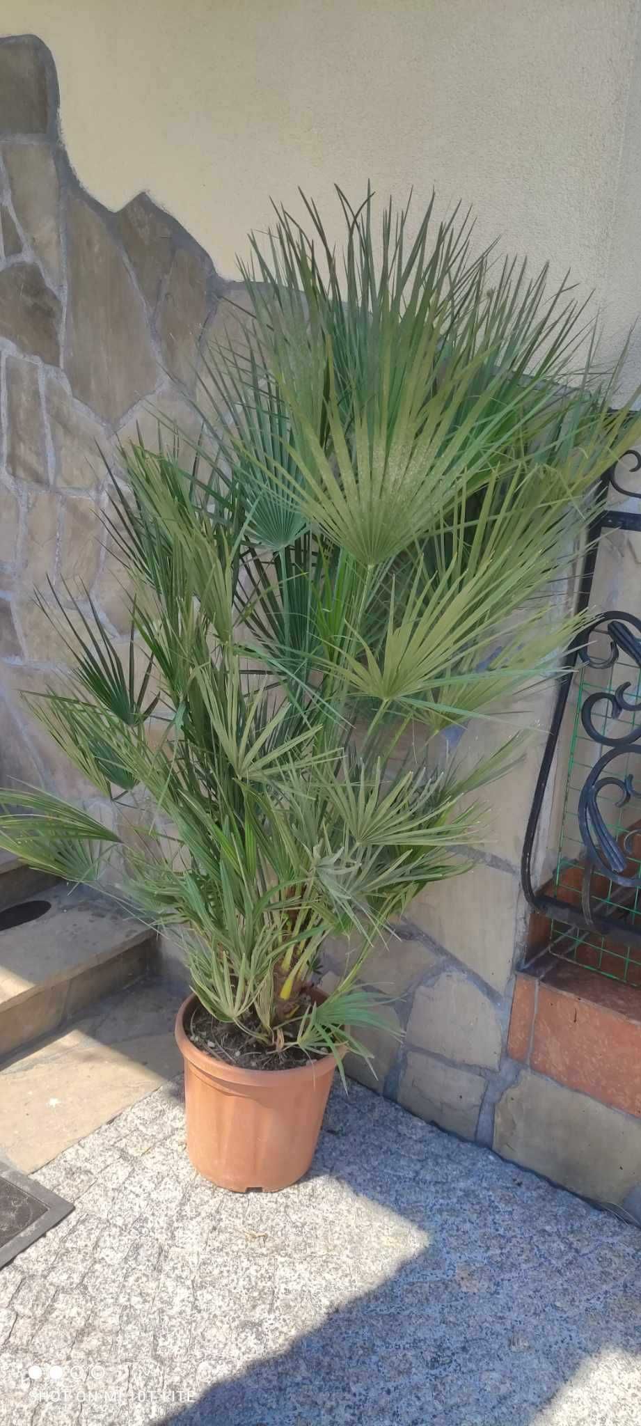Karłatka palma mrozoodporna na taras ,balkon