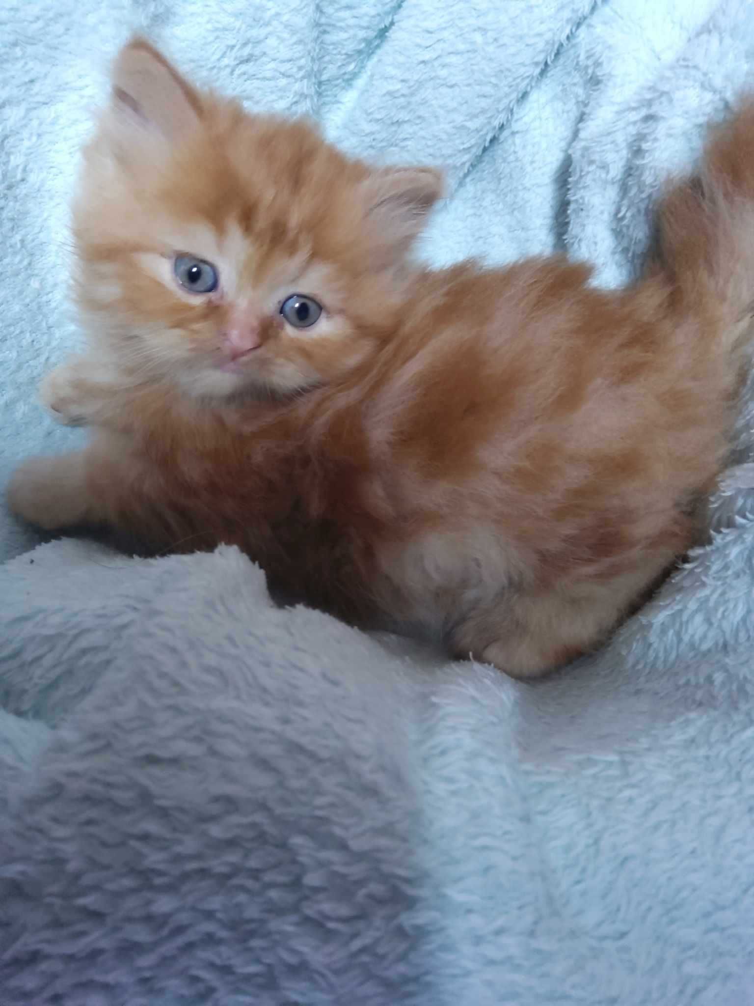 Gato persa puro red