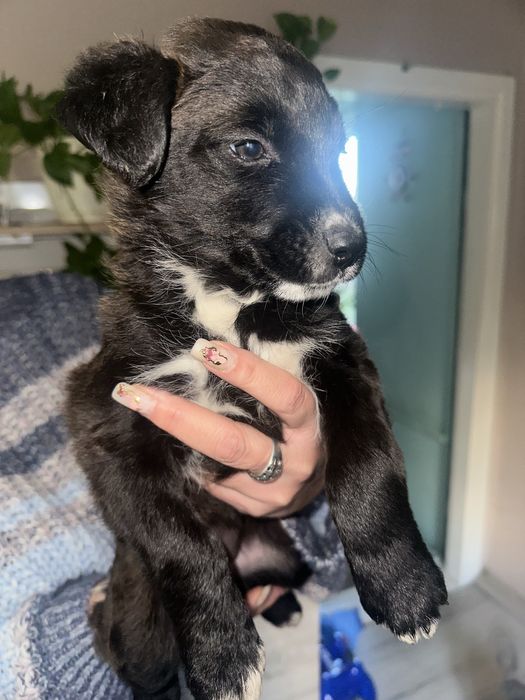 Słodkie szczeniaki szukają kochających domów!