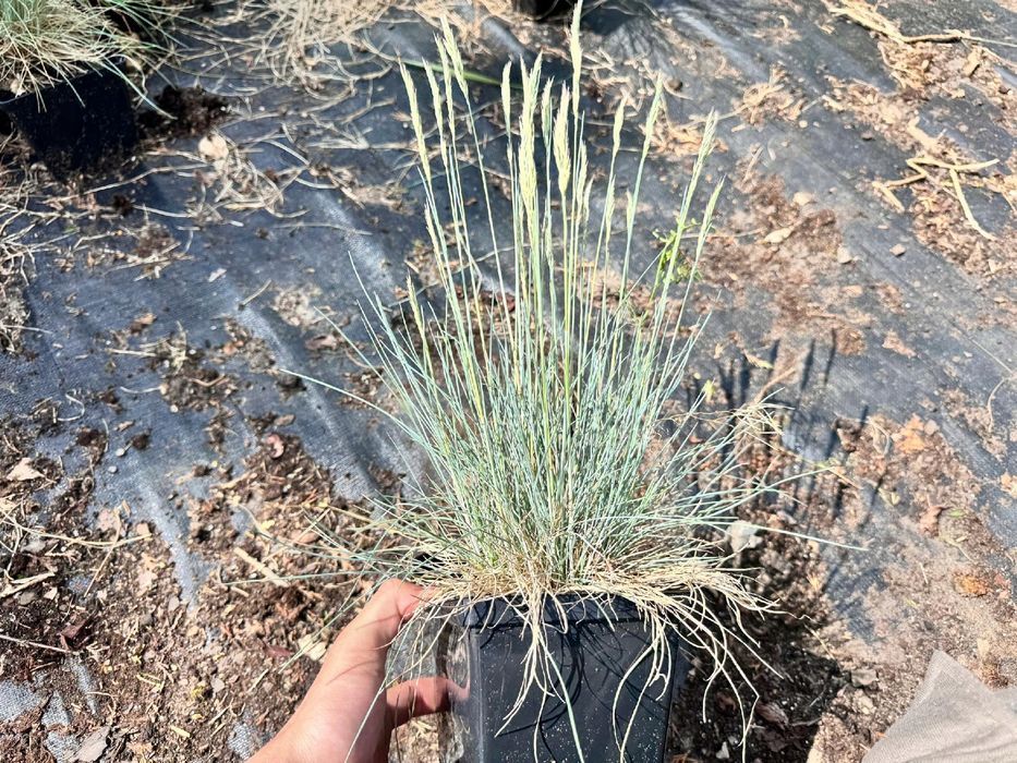 Kostrzewa sina 'Intense Blue' NIEBIESKA trawa (Festuca glauca) 2L