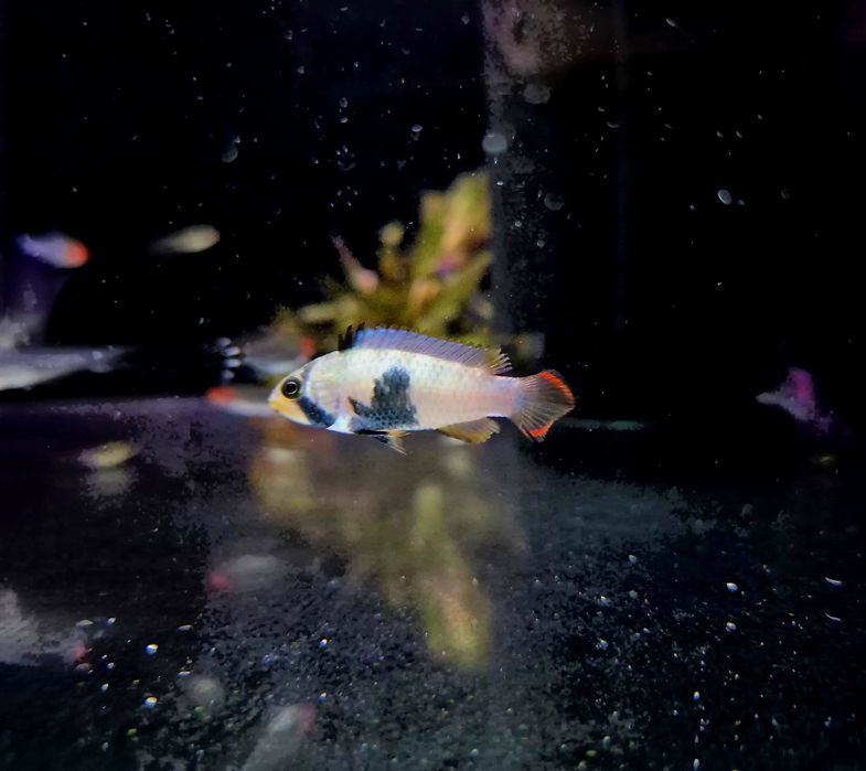 Apistogramma pandurini (pielęgniczka)