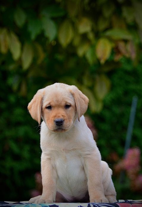 Labrador retriever