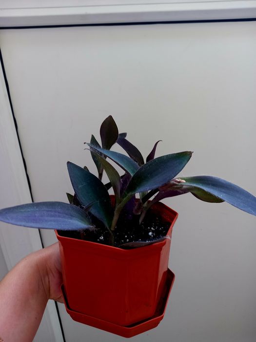 Продам кімнатні квіти.