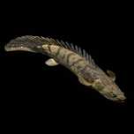 Polypterus Congicus