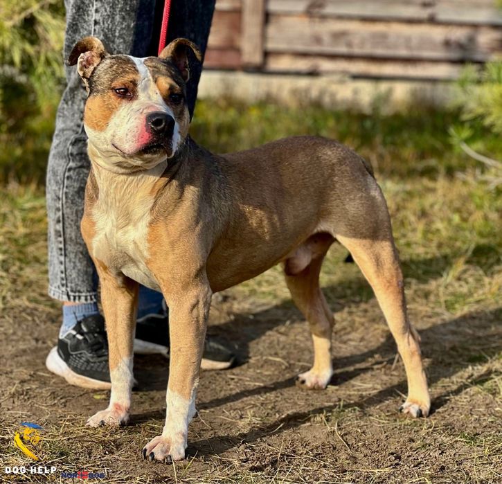 Пітбуль Смайлік шукає дім