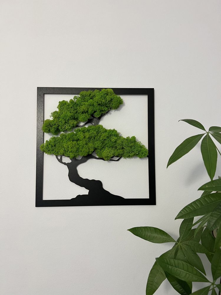 Bonsai z chrobotkiem mech 30 cm kwadrat