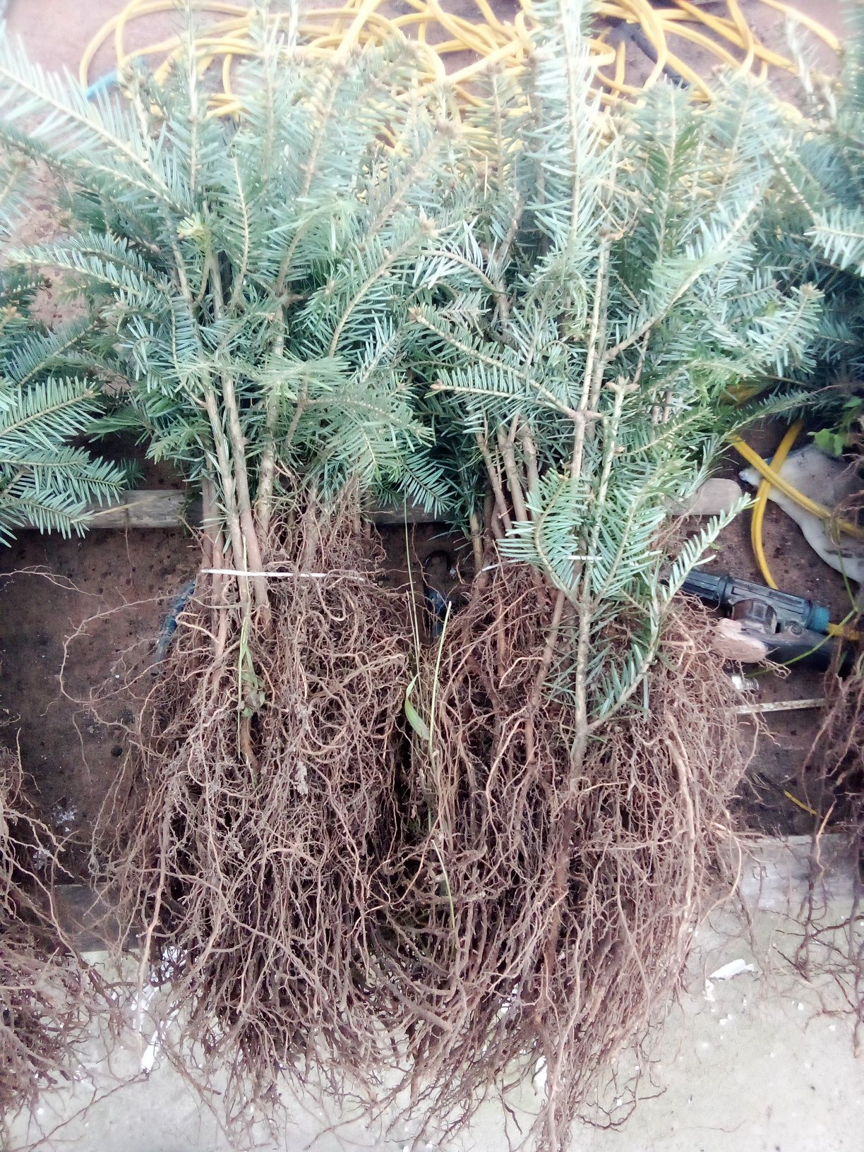 Jodła pospolita 4 L sadzonki 25-40cm szkółkowane  komplet 50 sztuk
