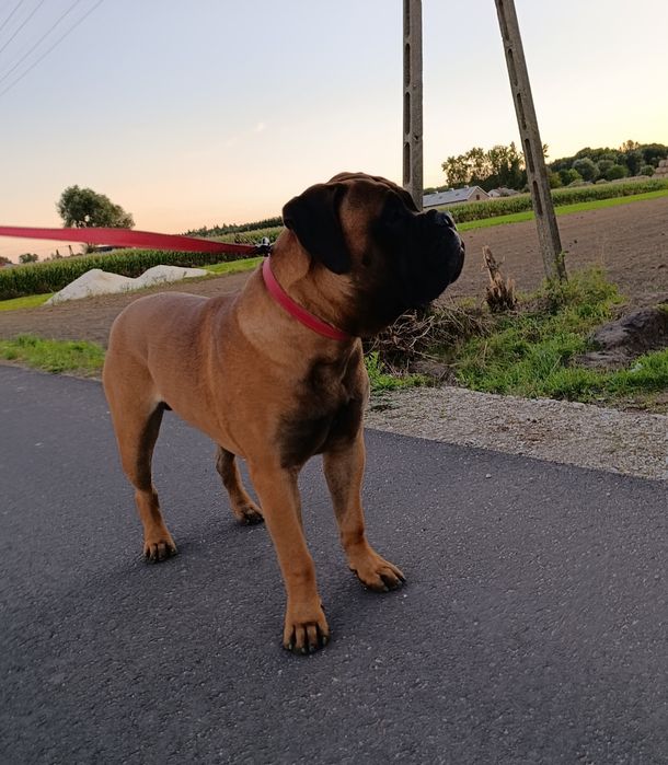 Szczenię Bullmastiff super rodowód FCI