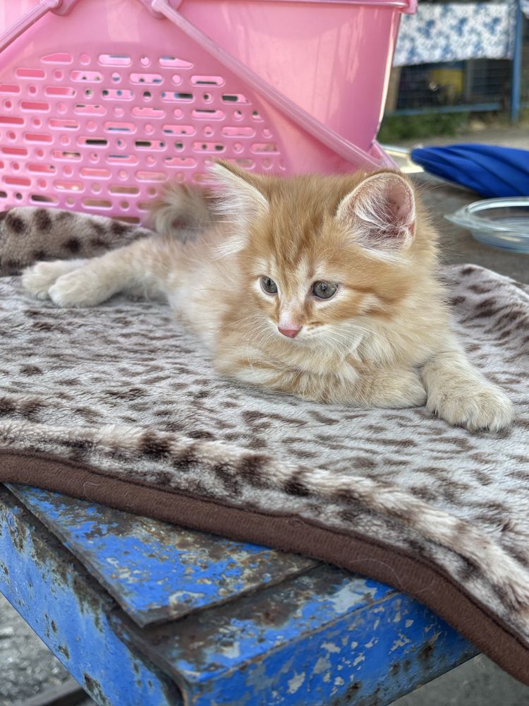Котята тайской кошки отдаём даром