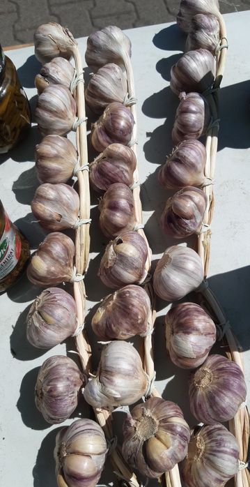 Czosnek Polski Harnaś