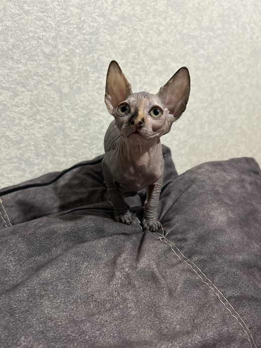 Продам котенка сфинкс