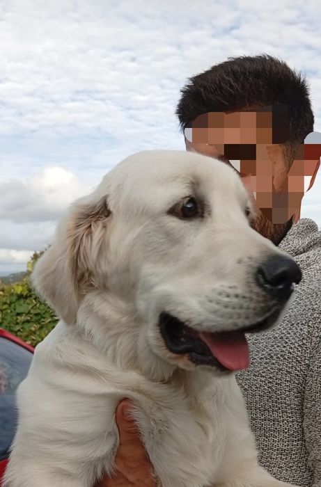 Golden Retriver com LOP e Afixo